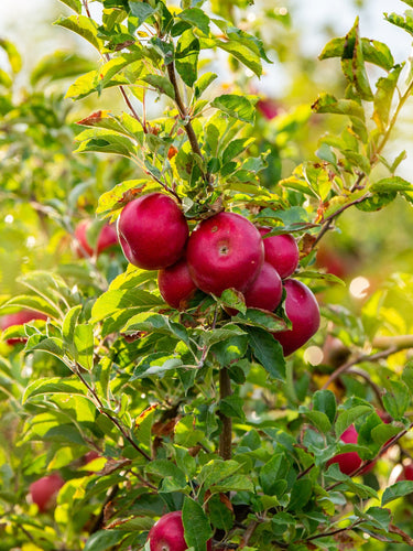 Apfelbaum mit frischen roten Äpfeln, perfekt zum Einkochen
